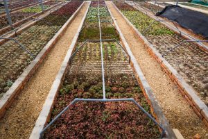 Cómo dimensionar un equipo de bombeo para riego agrícola