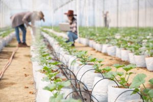 Sistemas de riego por goteo vs aspersión_ qué elegir y por qué