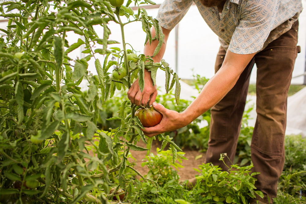 Tendencias 2026 en eficiencia hídrica y energética para el agro