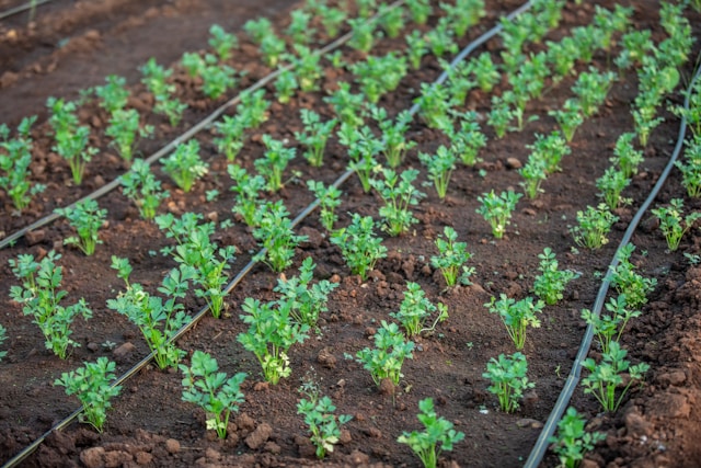 Soluciones agrícolas innovadoras para fincas eficientes
